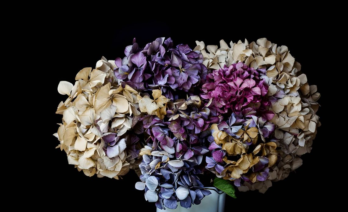 How To Dry Hydrangeas and Preserve Their Beauty