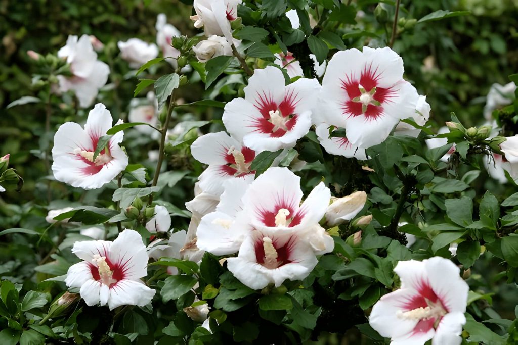 meaning hibiscus flower