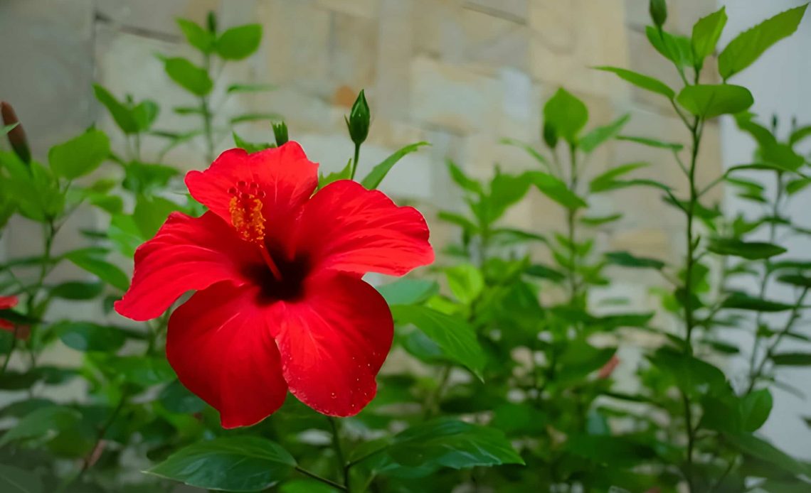 hibiscus flower meaning