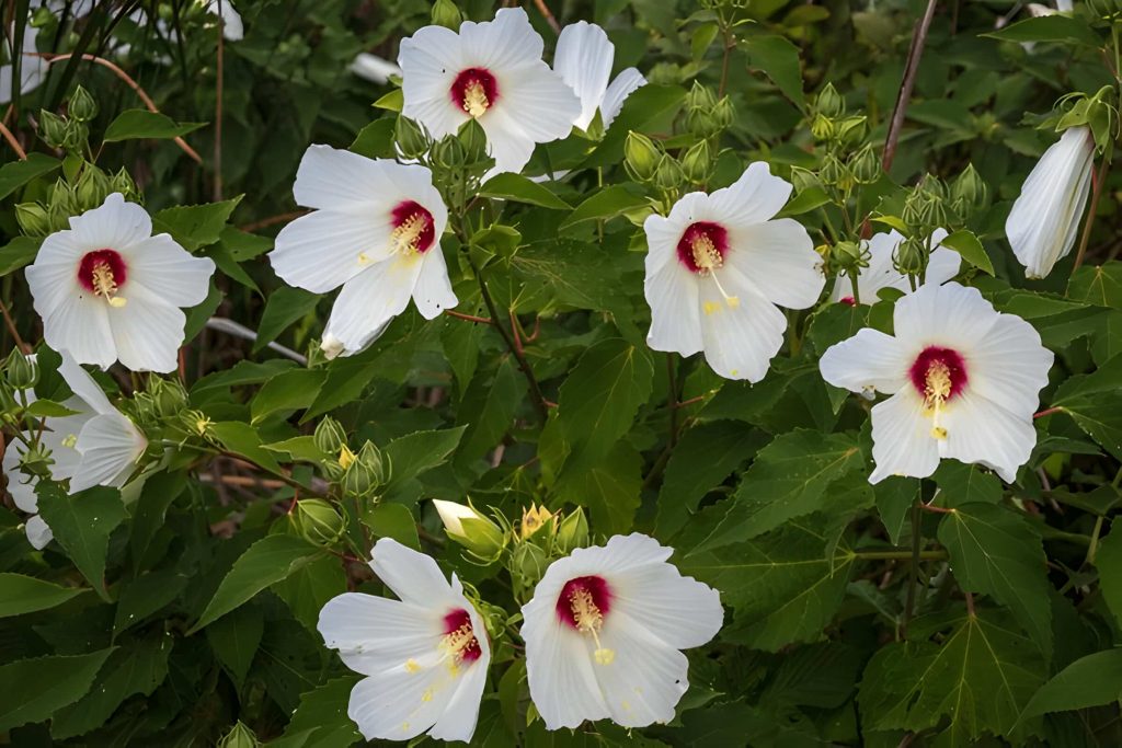 meaning of the hibiscus flower