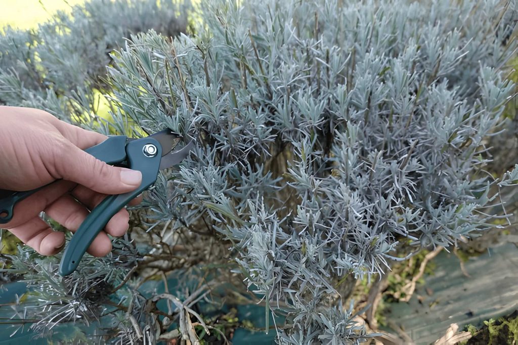 how to cut back lavender