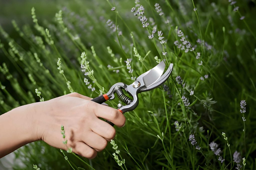 how to prune a lavender bush