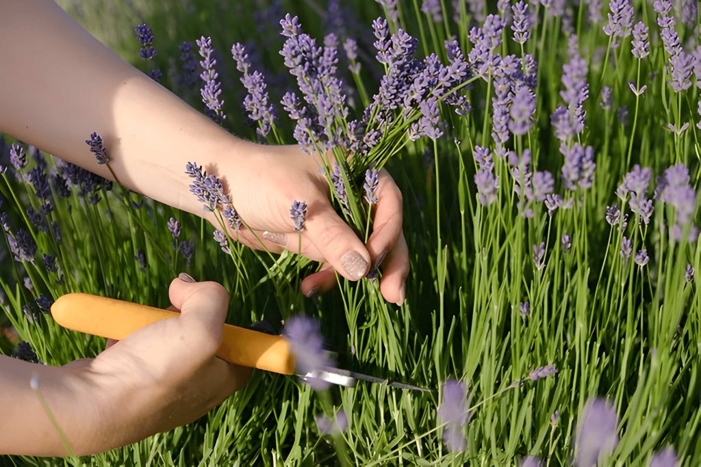 pruning lavender