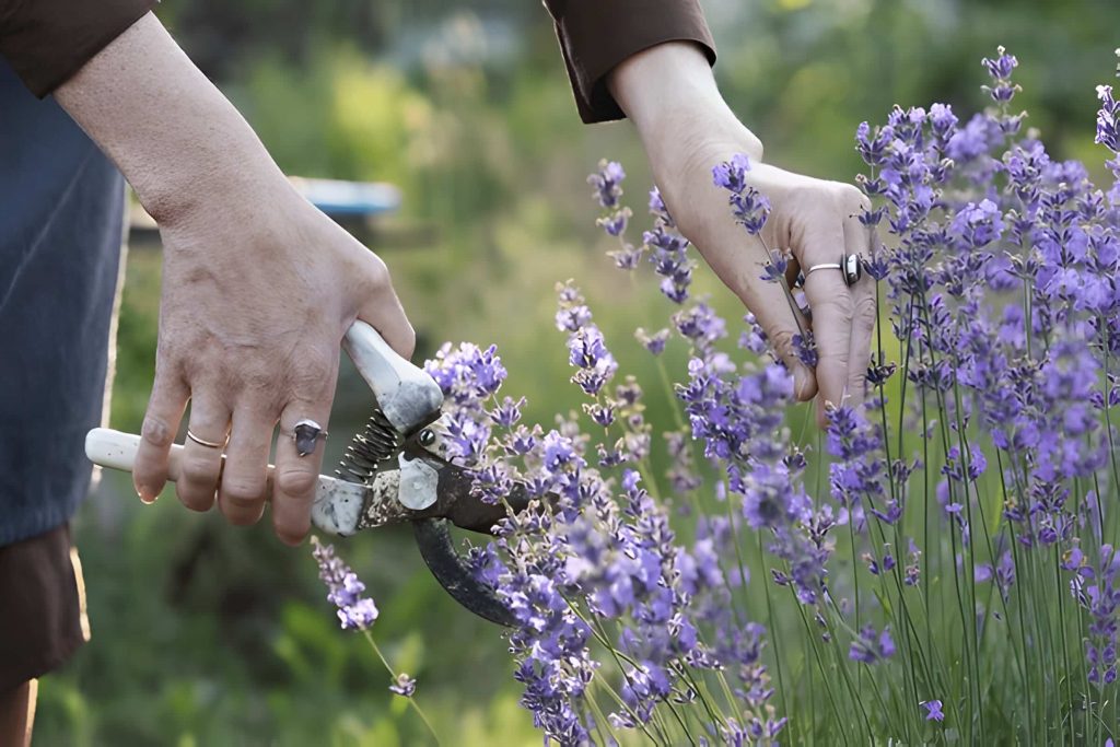 when to prune lavender