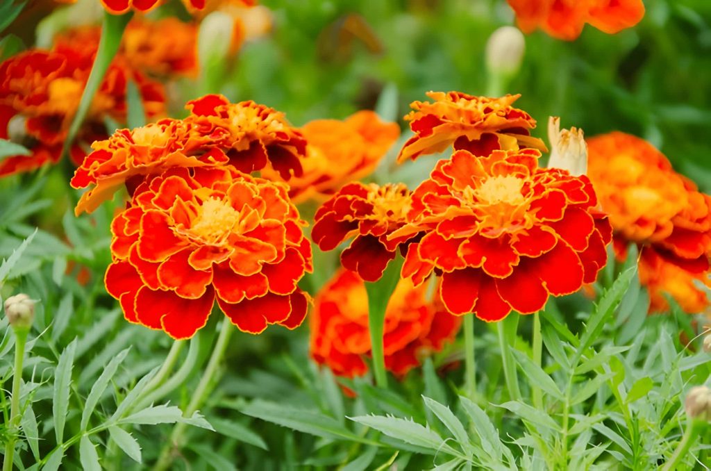 marigold flower meaning