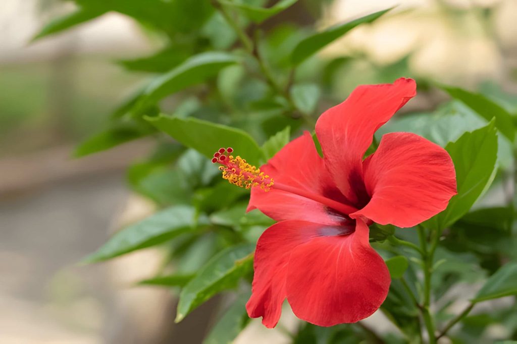 hibiscus flower meaning