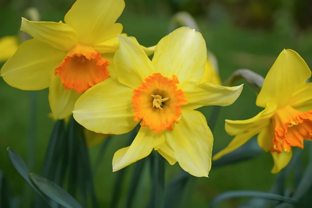 Daffodil Meaning and Symbolism