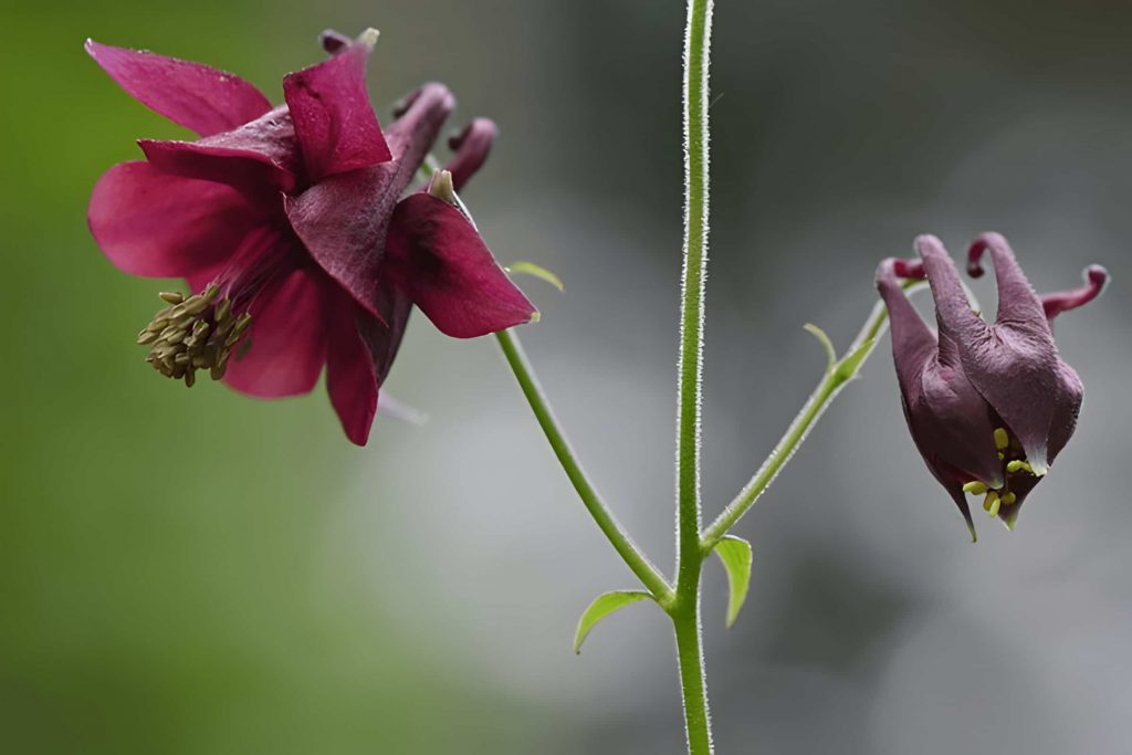 red Columbine Flower Meaning