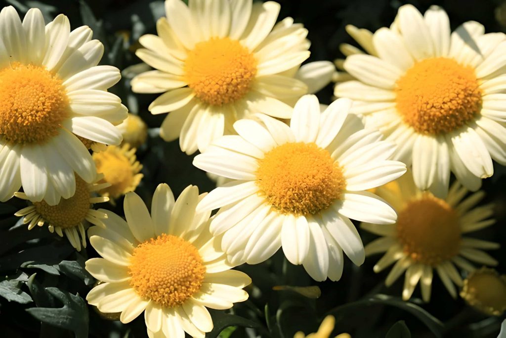 the meaning of the daisy flower