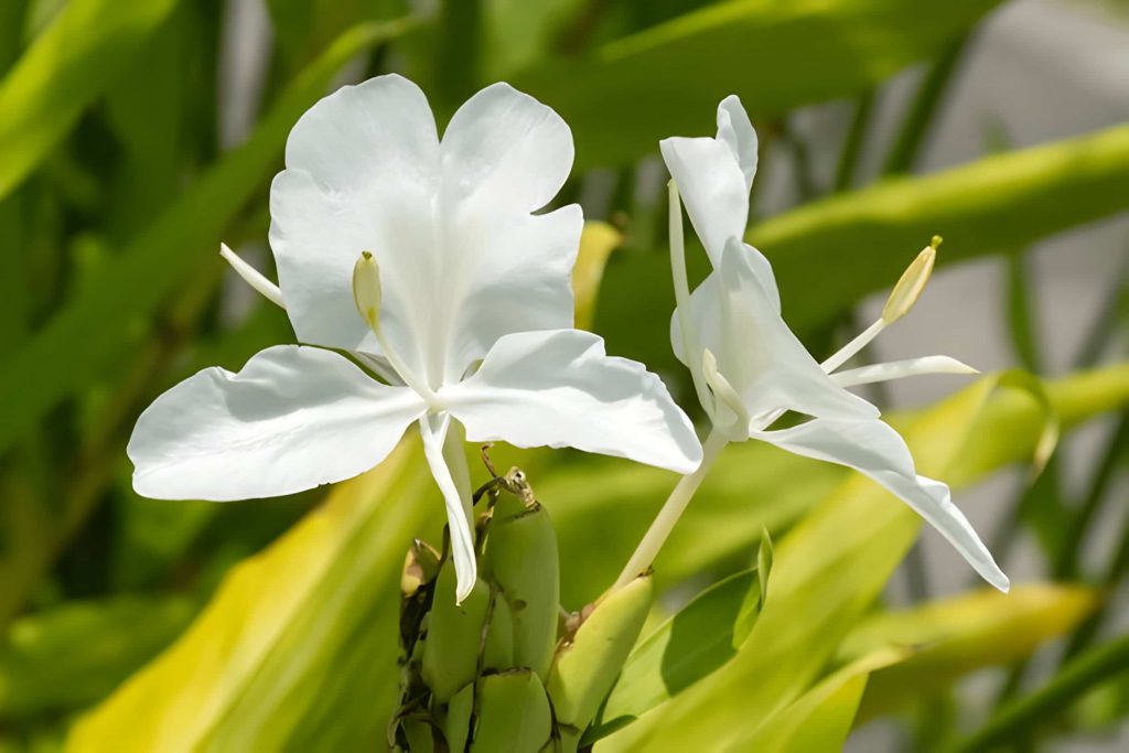 the most delicate flowers