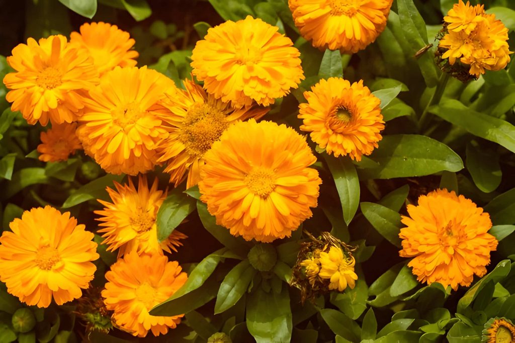 marigold flowers meaning