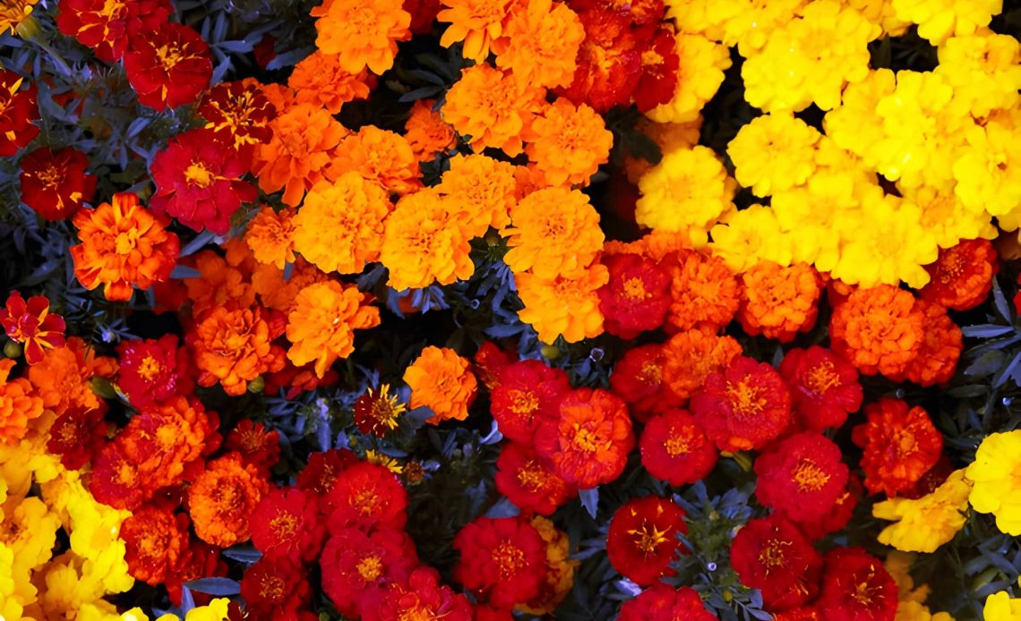 marigold flower meaning